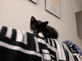PLUTO -  Domestic Short Hair Cat for Adoption in Santa Fe, New Mexico - PLUTO | PetCurious