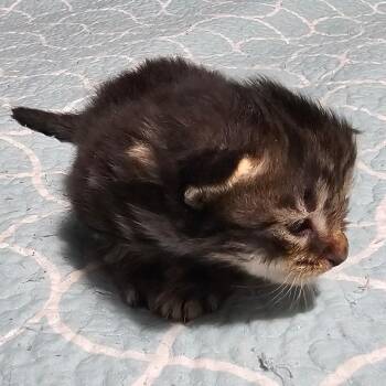 Domestic Medium Hair Cats Available for Adoption in Jefferson City, Tennessee - Stallion | PetCurious