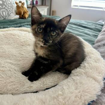 Trolley -  Domestic Short Hair Cat Available for Adoption in San Tan Valley, Arizona - Trolley | PetCurious