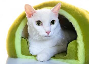 YETI -  Domestic Short Hair Cat for Adoption in Fort Lauderdale, Florida - YETI | PetCurious