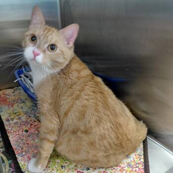 Domestic Short Hair Cats Available for Adoption in Philadelphia, Pennsylvania - Luna | PetCurious