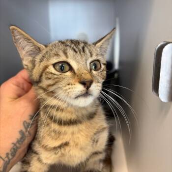 Rescue Domestic Short Hair Cats for Adoption in Lake Jackson, Texas - Casey | PetCurious