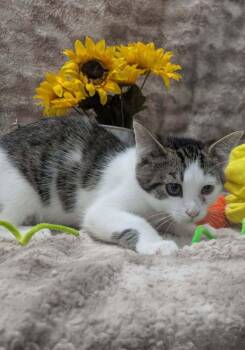 Thor -  Domestic Short Hair Cat for Adoption in Raleigh, North Carolina - Thor | PetCurious