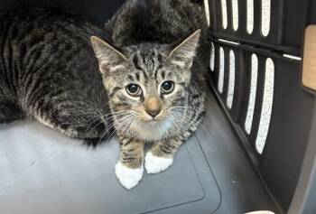 Dash -  Domestic Short Hair Cat for Adoption in New York, New York - Dash | PetCurious
