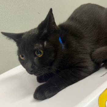 Kitty -  Domestic Short Hair Cat for Adoption in Tampa, Florida - Kitty | PetCurious