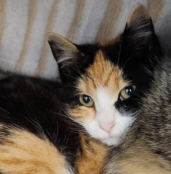 Domestic Short Hair Cats Available for Adoption - Xoxo | PetCurious