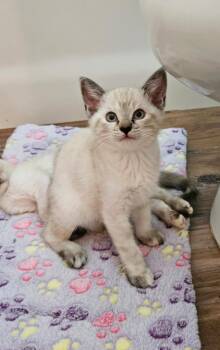 Rumba -  Siamese Cat for Adoption in San Jacinto, California - Rumba | PetCurious