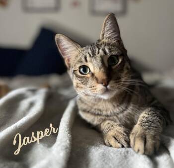 Jasper bonded-to-Karma -  Tabby Cat for Adoption in Houston, Texas - Jasper Bonded-to-Karma | PetCurious