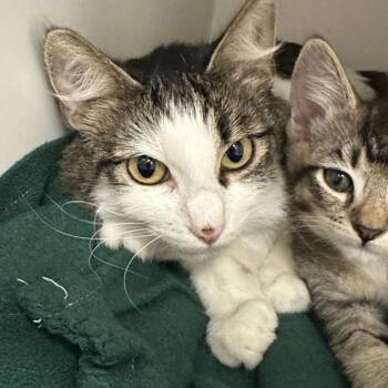 Hemlock -  Domestic Short Hair Cat for Adoption in Walnut Creek, California - Hemlock | PetCurious