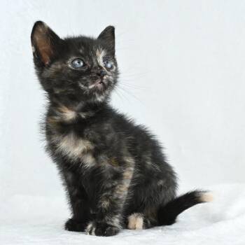 Bondi -  Domestic Short Hair Cat for Adoption in Mobile, Alabama - Bondi | PetCurious