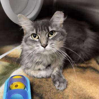 Miss Meatball -  Domestic Short Hair Cat for Adoption in Belleville, Illinois - Miss Meatball | PetCurious
