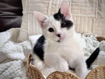 Periwinkle- Peri -  Domestic Short Hair Cat Available for Adoption in Effingham, Illinois - Periwinkle- Peri | PetCurious