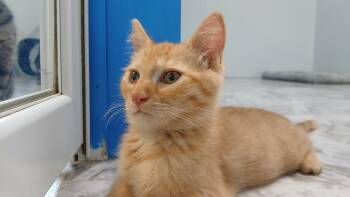 Jeremiah -  Domestic Short Hair Cat for Adoption in Cullowhee, North Carolina - Jeremiah | PetCurious