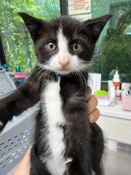 Twister -  Domestic Short Hair Cat for Adoption in Pomona, New York - Twister | PetCurious