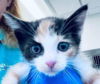 A657108 -  Domestic Short Hair Cat for Adoption in Houston, Texas - A657108 | PetCurious