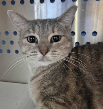 Rescue Domestic Short Hair and Dilute Tortoiseshell Cats for Adoption in Ocean Springs, Mississippi - Amber | PetCurious