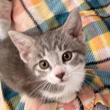 Domestic Short Hair Cats Available for Adoption in Evansville, Indiana - ZigZag | PetCurious
