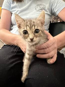 Change Up (Available for pre-adoption) -  Domestic Short Hair Cat for Adoption in Camden, South Carolina - Change Up (Available For Pre-adoption) | PetCurious