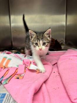Alfie -  Domestic Short Hair Cat for Adoption in Findlay, Ohio - Alfie | PetCurious