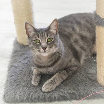 Rescue Domestic Short Hair Cats for Adoption in St. Augustine, Florida - Azalea | PetCurious