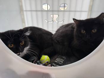 Rescue Domestic Long Hair Cats for Adoption in Cleveland, Ohio - Merle Haggard | PetCurious