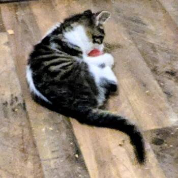 Domestic Short Hair Cats Available for Adoption in Akron, Ohio - Lucky | PetCurious