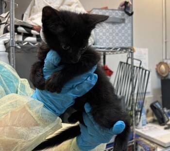 Facebook -  Domestic Short Hair Cat for Adoption in New York, New York - Facebook | PetCurious