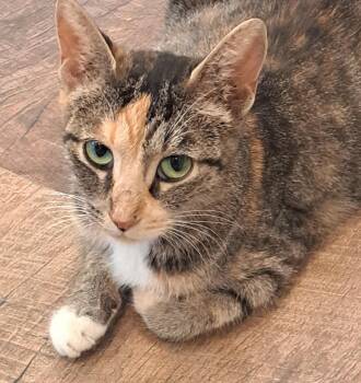Ella 2yrs -  Torbie Cat for Adoption in London, Ontario - Ella 2yrs | PetCurious