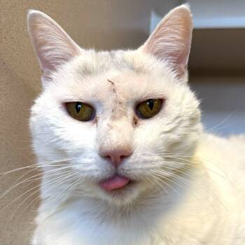 Rescue Domestic Short Hair Cats for Adoption in Rifle, Colorado - Antony | PetCurious