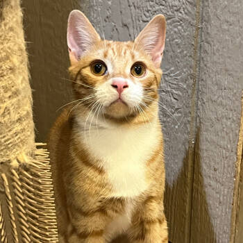 Rescue Domestic Short Hair Cats for Adoption in Abingdon, Maryland - 0825-97 Boots | PetCurious