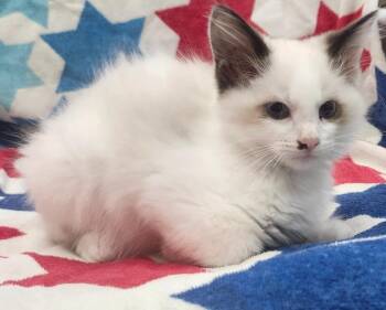 John -  Domestic Medium Hair Cat for Adoption in Little Rock, Arkansas - John | PetCurious