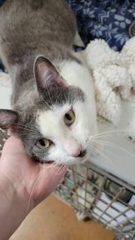 Domestic Short Hair Cats Available for Adoption in Bolivar, Missouri - Fred | PetCurious