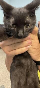 DRAKO -  Domestic Short Hair Cat for Adoption in Doral, Florida - DRAKO | PetCurious