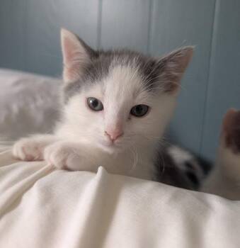 Teddy -  Domestic Short Hair Cat Available for Adoption in Ottawa, Ontario - Teddy | PetCurious