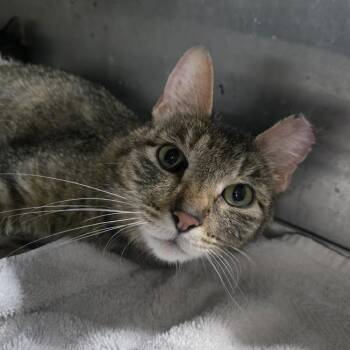 Gwendaline -  Domestic Short Hair Cat for Adoption in Sioux Falls, South Dakota - Gwendaline | PetCurious
