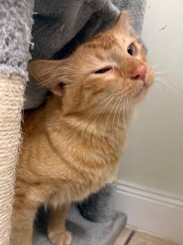 Curry -  Domestic Short Hair Cat for Adoption in Fall River, Massachusetts - Curry | PetCurious