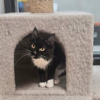 Domestic Medium Hair Cats Available for Adoption in Detroit Lakes, Minnesota - Lucia | PetCurious