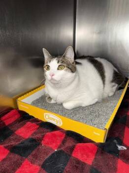 PIPPA -  Domestic Short Hair Cat for Adoption in Pasadena, Texas - PIPPA | PetCurious