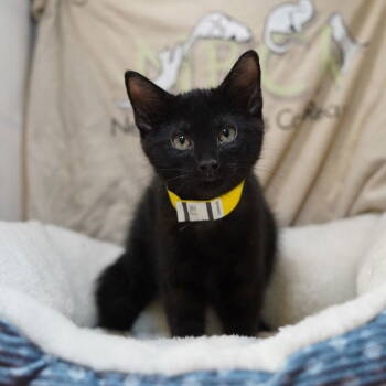 Rescue Domestic Medium Hair Cats for Adoption in Garland, Texas - Drake | PetCurious