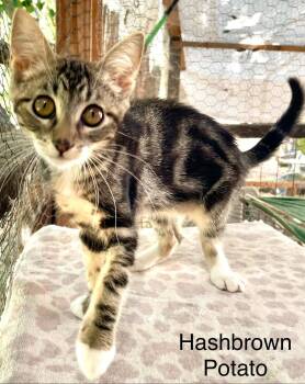 Hashbrown Potato -  Tabby and Domestic Short Hair Cat for Adoption in Walnut Creek, California - Hashbrown Potato | PetCurious