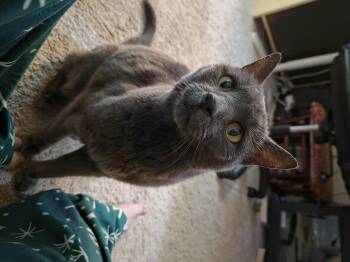 Domestic Short Hair Cats Available for Adoption in Bethel Park, Pennsylvania - Rosemary | PetCurious