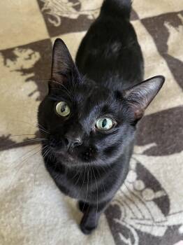 Rescue Domestic Short Hair and Bombay Cats for Adoption in Waller, Texas - Danny | PetCurious