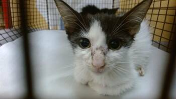 PATCHES -  Domestic Short Hair Cat for Adoption in Doral, Florida - PATCHES | PetCurious