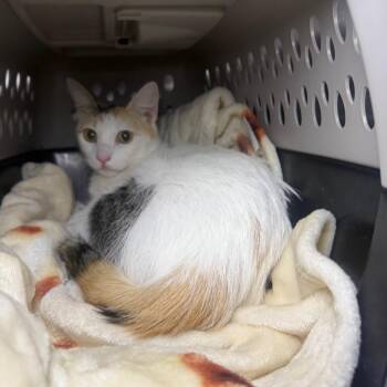 Domestic Short Hair Cats Available for Adoption - Tinkerbell 2 | PetCurious