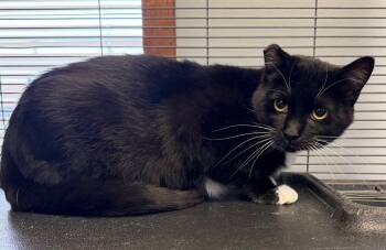 Ginger -  Domestic Short Hair Cat for Adoption in Columbus, Nebraska - Ginger | PetCurious