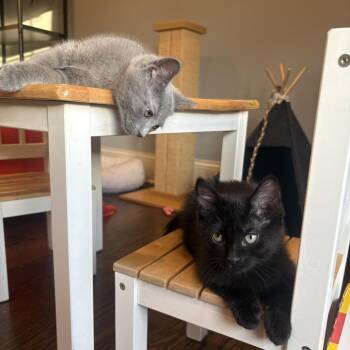 Sydney (k2026) -  Domestic Short Hair Cat for Adoption in Skokie, Illinois - Sydney (k2026) | PetCurious