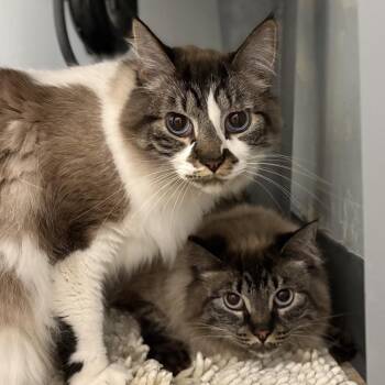 Domestic Long Hair Cats Available for Adoption in Cumming, Georgia - Lillian (Leia) | PetCurious