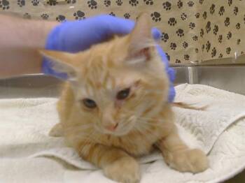 MANDALAY -  Domestic Short Hair Cat for Adoption in Sacramento, California - MANDALAY | PetCurious