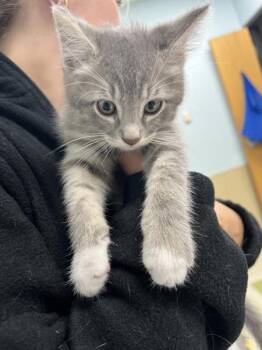 King George -  Domestic Short Hair Cat for Adoption in Sioux City, Iowa - King George | PetCurious