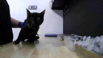 Rescue Domestic Short Hair Cats for Adoption in Dayton, Minnesota - Katia | PetCurious